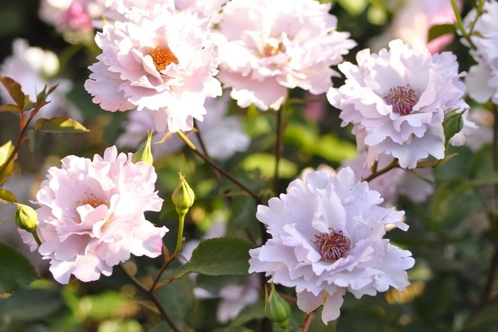 Хġġۥ塼ꥢ  6ȭʡӿ建 ϿʼϡKb-KBO