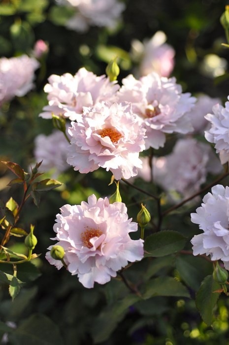 Хġġۥ塼ꥢ  6ȭʡӿ建 ϿʼϡKb-KBO