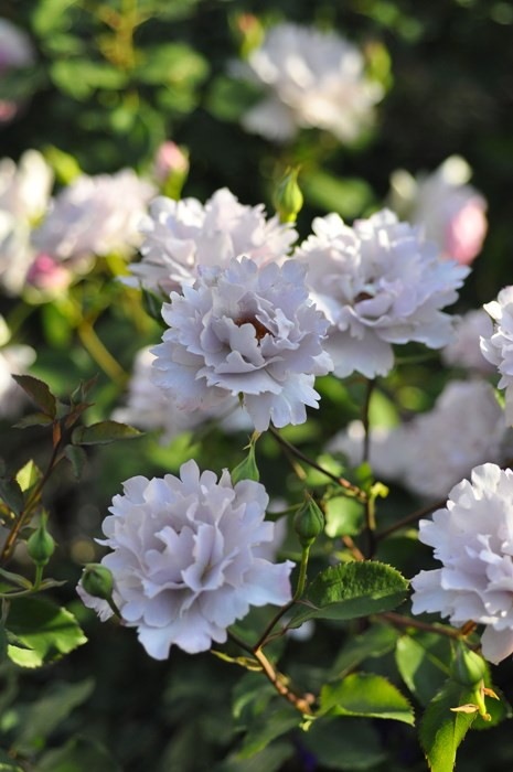 Хġġۥ塼ꥢ  6ȭʡӿ建 ϿʼϡKb-KBO