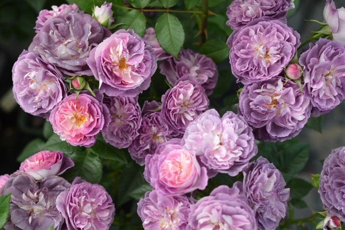 ġۥХ ʥ  6ȭʡӿ建 ʼϿдϡKb-KBO