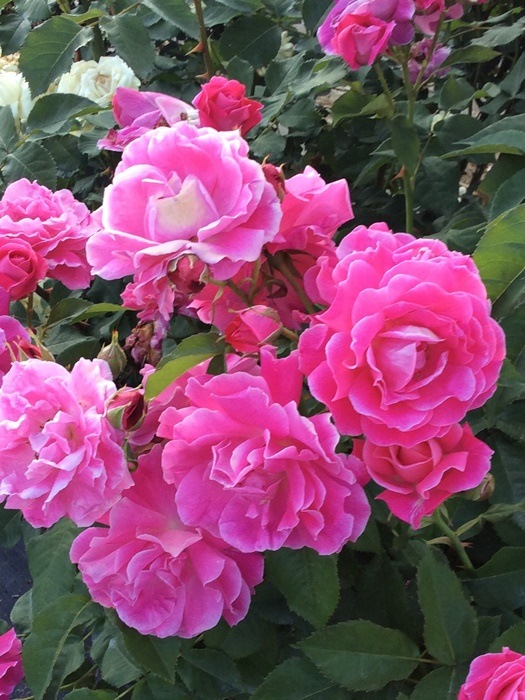 �Х��ġ����ġ۱��˥�ޥ��������饦�󥪥֥������ҥå� ���� 6��ȭ�����ʡη����ʼ�ϡ�JB-YR��