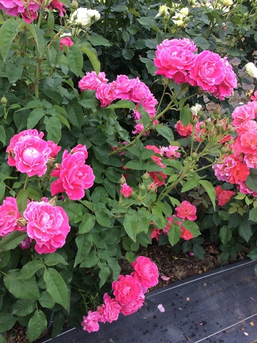 �Х��ġ����ġ۱��˥�ޥ��������饦�󥪥֥������ҥå� ���� 6��ȭ�����ʡη����ʼ�ϡ�JB-YR��