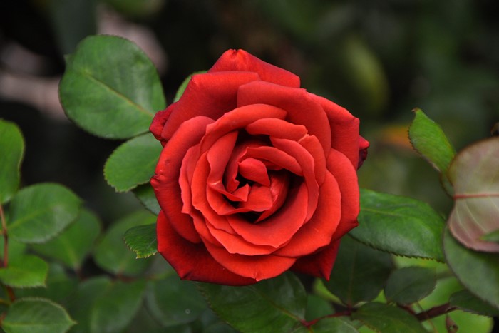 �����ġۥХ��� �ƥ饳�å��ڥ��祳�졼�ȥץ�󥹡� ���� 6��ȭ�����ʡ�J-CL20��