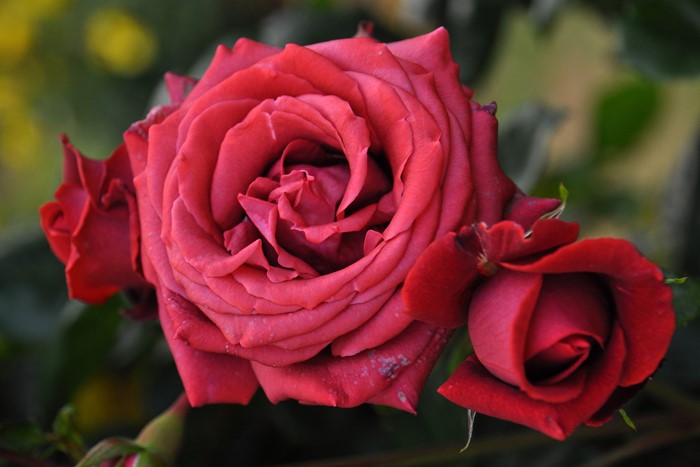 �����ġۥХ��� �ƥ饳�å��ڥ��祳�졼�ȥץ�󥹡� ���� 6��ȭ�����ʡ�J-CL20��