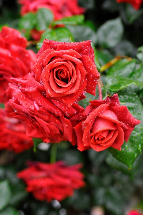 �����ġۥХ��� �ƥ饳�å��ڥ��祳�졼�ȥץ�󥹡� ���� 6��ȭ�����ʡ�J-CL20��