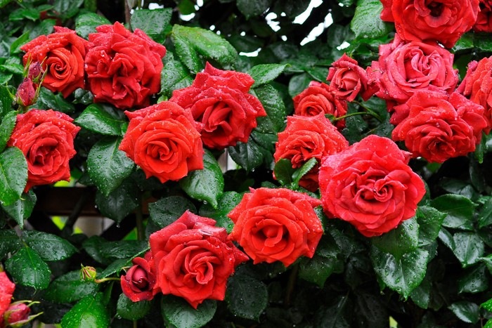 �����ġۥХ��� �ƥ饳�å��ڥ��祳�졼�ȥץ�󥹡� ���� 6��ȭ�����ʡ�J-CL20��