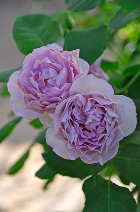 ���ߵ����ġۥХ��� �ޤۤ��� ���� 6��ȭ�����ʡη����ʼ�ϡ�OM-ZEN��