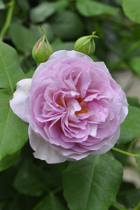 ���ߵ����ġۥХ��� �ޤۤ��� ���� 6��ȭ�����ʡη����ʼ�ϡ�OM-ZEN��