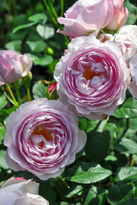 ���ߵ����ġۥХ��� �ե������� ���� 6��ȭ�����ʡ����ӿ建�� ��Ͽ�ʼ�ϡ�J-RO��