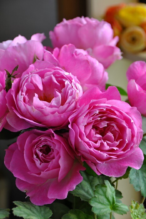 ���ߵ����ġۥХ��� �ե������� ���� 6��ȭ�����ʡ����ӿ建�� ��Ͽ�ʼ�ϡ�J-RO��