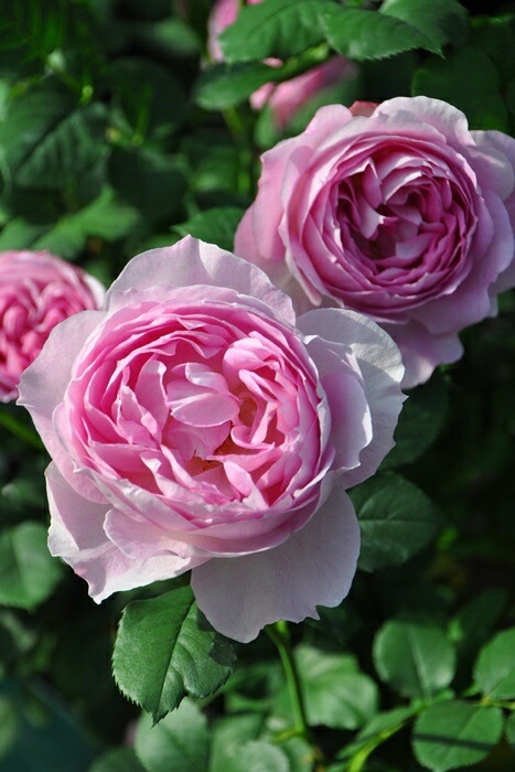 ���ߵ����ġۥХ��� �ե������� ���� 6��ȭ�����ʡ����ӿ建�� ��Ͽ�ʼ�ϡ�J-RO��