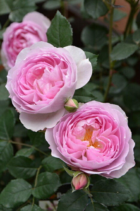 ���ߵ����ġۥХ��� �ե������� ���� 6��ȭ�����ʡ����ӿ建�� ��Ͽ�ʼ�ϡ�J-RO��