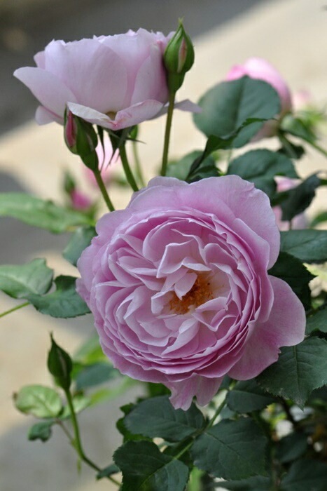 ���ߵ����ġۥХ��� �ե������� ���� 6��ȭ�����ʡ����ӿ建�� ��Ͽ�ʼ�ϡ�J-RO��