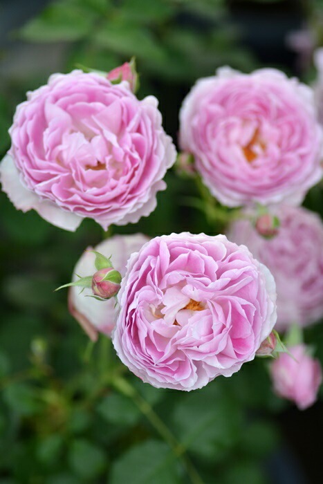 ���ߵ����ġۥХ��� �ե������� ���� 6��ȭ�����ʡ����ӿ建�� ��Ͽ�ʼ�ϡ�J-RO��