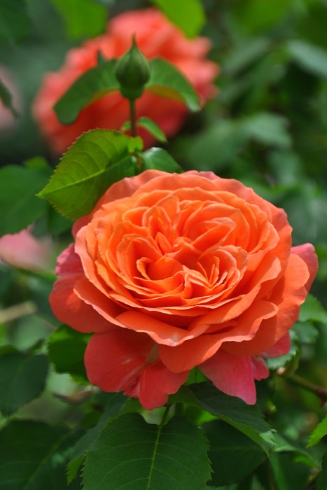 �Х��ġ����ġۥ��ߥꥢ�󥮥衼 ���� 6��ȭ�����ʡη����ʼ�ϡ�OM-GU��