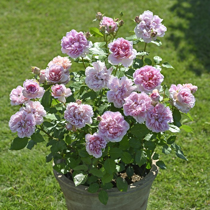 ���ߵ����ġۥХ��� ����������ȥ�ͥå� ���� 6��ȭ�����ʡ����ӿ建�� �ʼ���Ͽ�д���ϡ�Han-DEL��