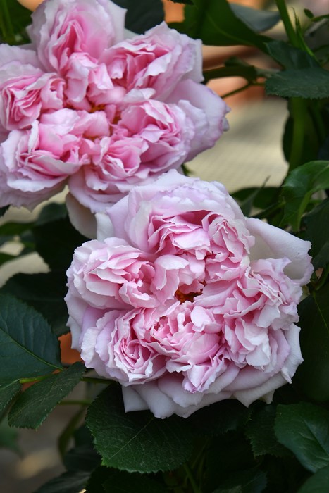 ���ߵ����ġۥХ��� ����������ȥ�ͥå� ���� 6��ȭ�����ʡ����ӿ建�� �ʼ���Ͽ�д���ϡ�Han-DEL��