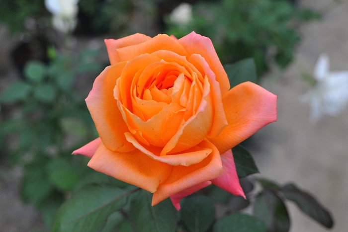 �����ġۥХ��� ��С����ߡ��ƥ��� ���� 6��ȭ�����ʡ�J-HT20��