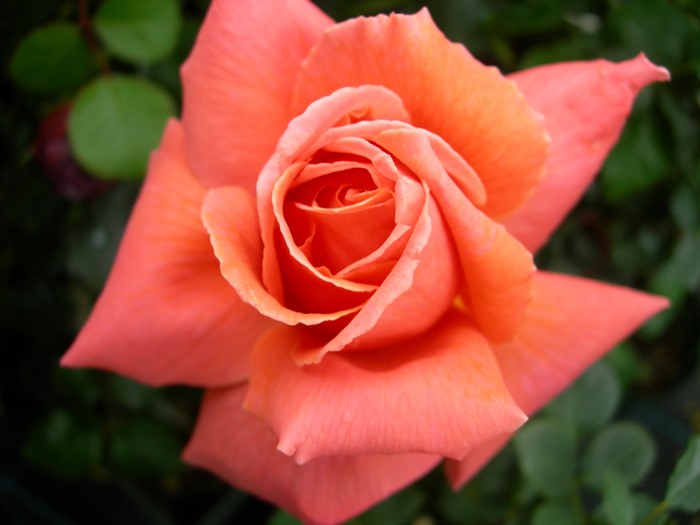 �����ġۥХ��� ��С����ߡ��ƥ��� ���� 6��ȭ�����ʡ�J-HT20��