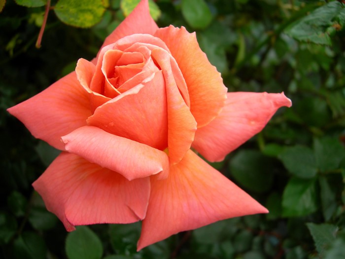 �����ġۥХ��� ��С����ߡ��ƥ��� ���� 6��ȭ�����ʡ�J-HT20��