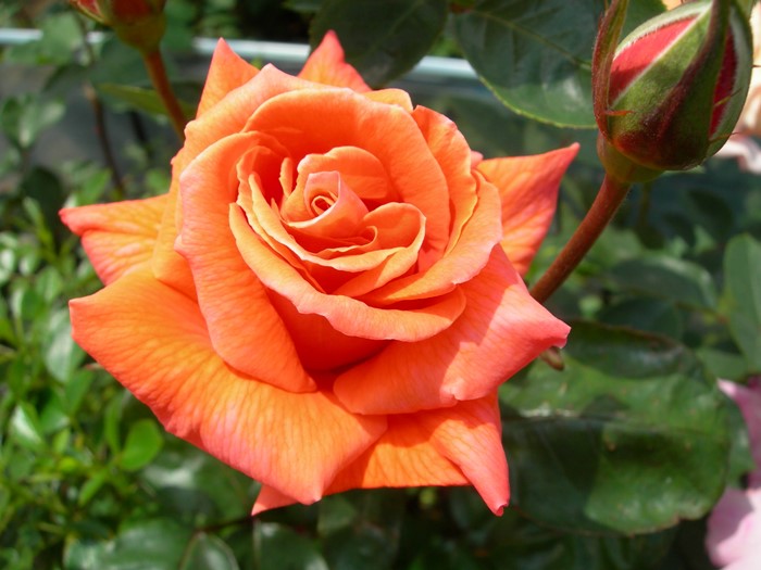 �����ġۥХ��� ��С����ߡ��ƥ��� ���� 6��ȭ�����ʡ�J-HT20��