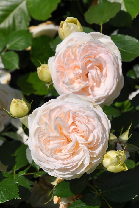 Хġġۥ֥ԥɥ󥵡  6ȭʡӿ建 ϿʼϡIR-IRO3