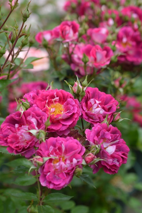 ġۥХ Хå  6ȭʡӿ建 ʼϿдϡKb-RM