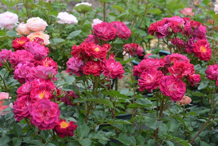 ġۥХ Хå  6ȭʡӿ建 ʼϿдϡKb-RM