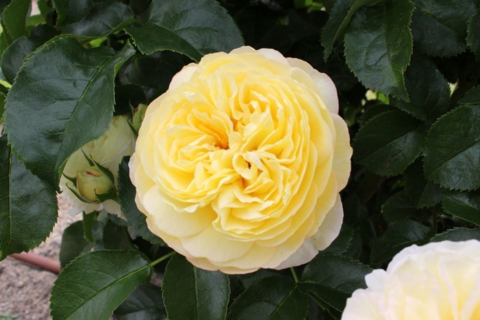 Хġġۥ  6ȭʡηʼϡJ-RO