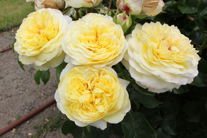 Хġġۥ  6ȭʡηʼϡJ-RO