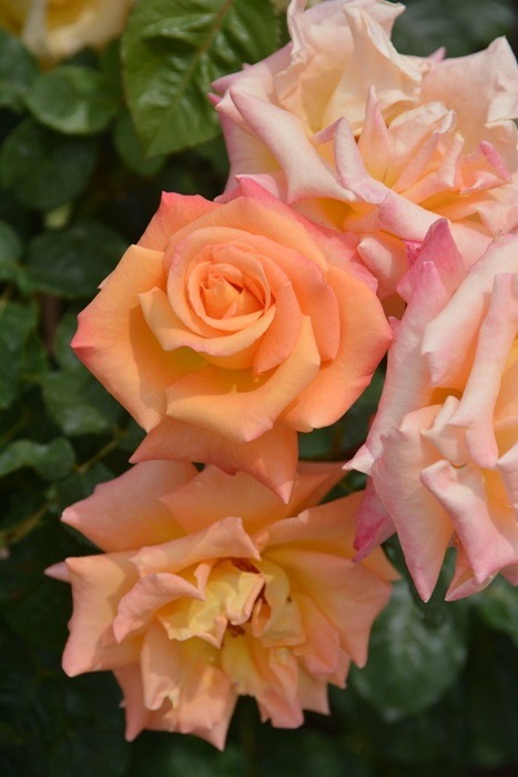 大苗 バラ苗 モナリザ Fl複橙 国産苗 6号鉢植え品 J Fl 系統で選ぶバラ フロリバンダ バラの家 公式本店 ロサオリエンティス