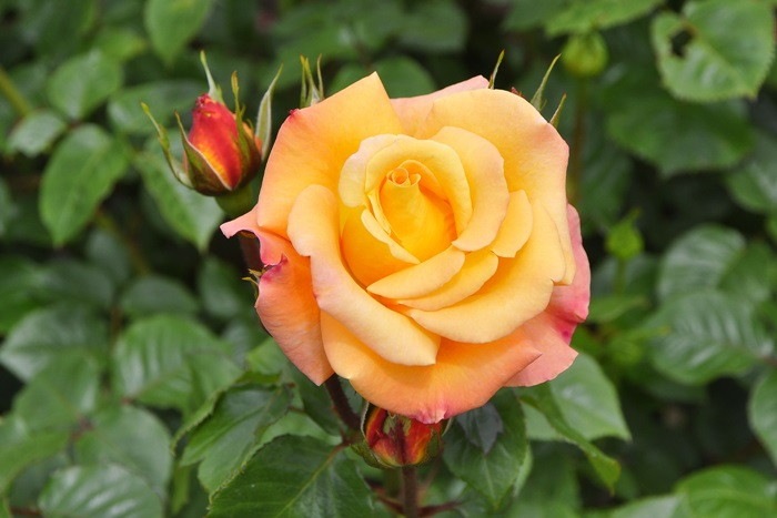 大苗 バラ苗 モナリザ Fl複橙 国産苗 6号鉢植え品 J Fl 系統で選ぶバラ フロリバンダ バラの家 公式本店 ロサオリエンティス