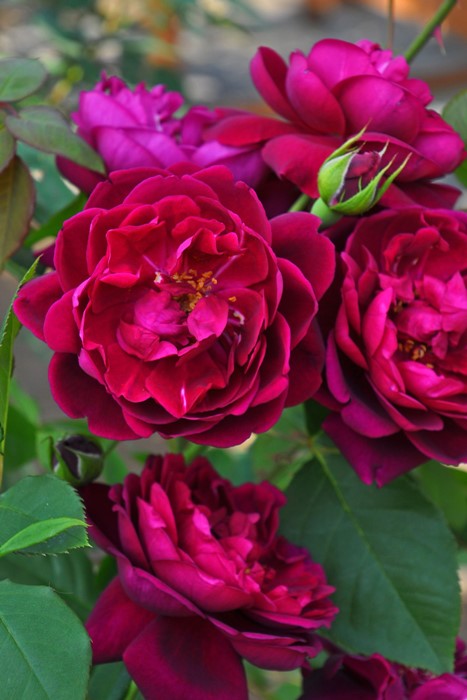 ġۥХ   6ȭʡηʼϡKMG-GR