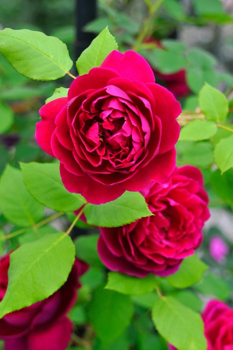 ġۥХ   6ȭʡηʼϡKMG-GR