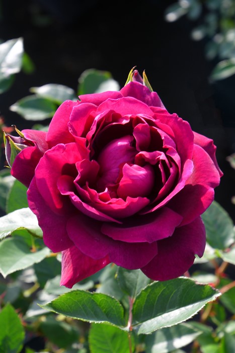 ġۥХ   6ȭʡηʼϡKMG-GR