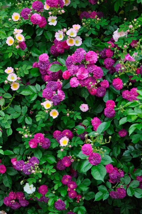 �����ġۥХ��� �֥롼�ޥ����� ���� 6��ȭ�����ʡ�J-OC20��