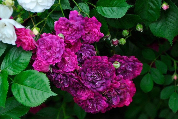 �����ġۥХ��� �֥롼�ޥ����� ���� 6��ȭ�����ʡ�J-OC20��