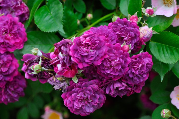 �����ġۥХ��� �֥롼�ޥ����� ���� 6��ȭ�����ʡ�J-OC20��