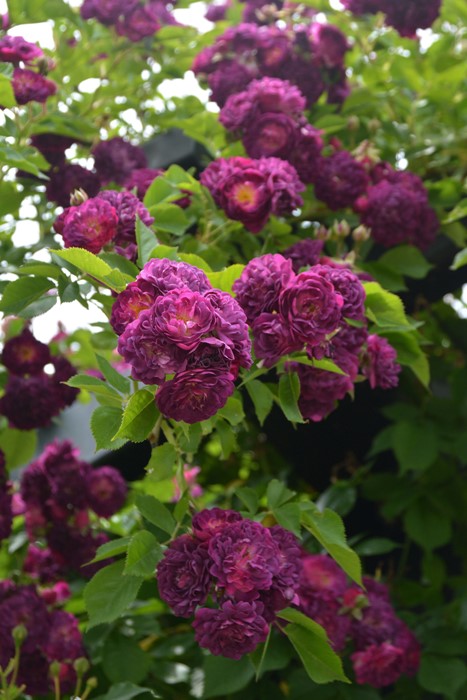 �����ġۥХ��� �֥롼�ޥ����� ���� 6��ȭ�����ʡ�J-OC20��