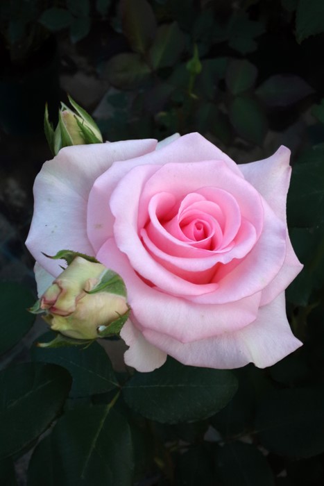 ġۥХ ޡåȥå㡼ڥեߥ󥴡  6ȭʡJ-HT20