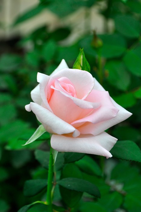 ġۥХ ޡåȥå㡼ڥեߥ󥴡  6ȭʡJ-HT20