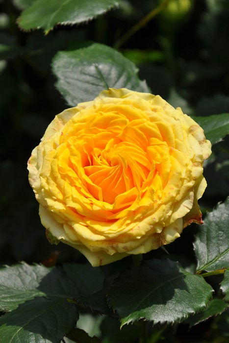 �Х��ġ����ġۥե��󥿥��ƥ��å� ���� 6��ȭ�����ʡη����ʼ�ϡ�OM-ZEN��