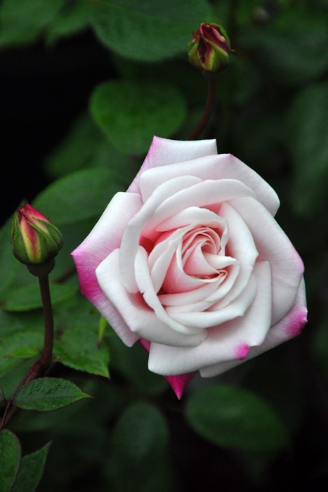 �����ġۥХ��� �ޥ��ॢ��ȥ�̥ޥ꡼ ���� 6��ȭ�����ʡ�J-OB20��