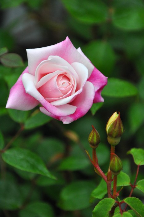 �����ġۥХ��� �ޥ��ॢ��ȥ�̥ޥ꡼ ���� 6��ȭ�����ʡ�J-OB20��