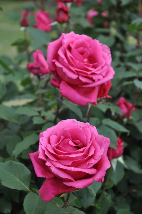 �����ġۥХ��� ���󤸤���'02 ���� 6��ȭ�����ʡη����ʼ�ϡ�OS-OS1��