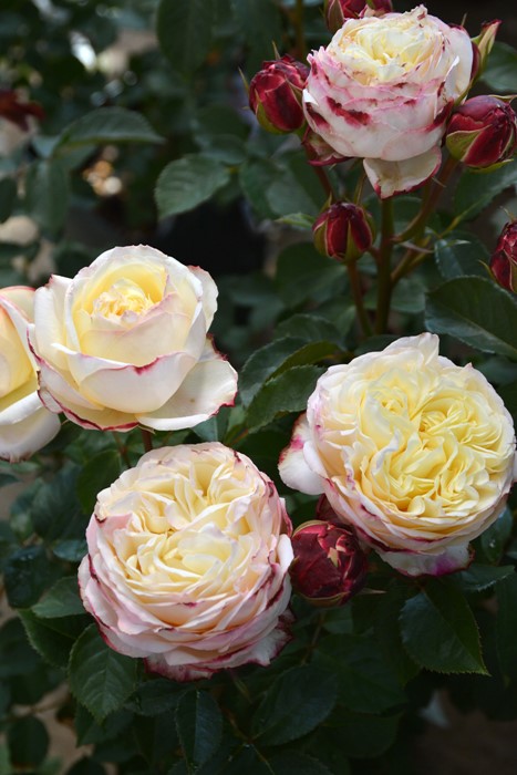 �Х��ġ����ġۥե�奤 ���� 6��ȭ�����ʡη����ʼ�ϡ�J-RO��