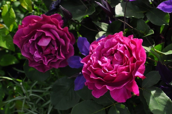 �Х��ġ����ġۥѡ��ץ륹�ץ����� ���� 6��ȭ�����ʡ�J-FL20��