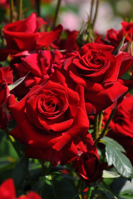 �����ġۥХ��� �˥����ѥ��ˡ��� ���� 6��ȭ�����ʡ�J-FL20��