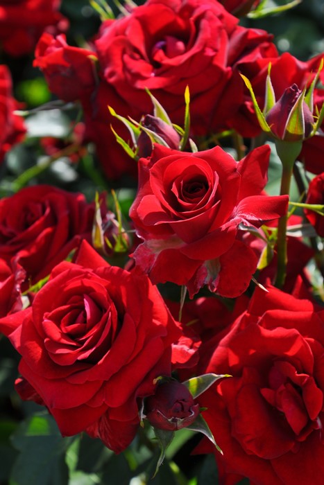 �����ġۥХ��� �˥����ѥ��ˡ��� ���� 6��ȭ�����ʡ�J-FL20��