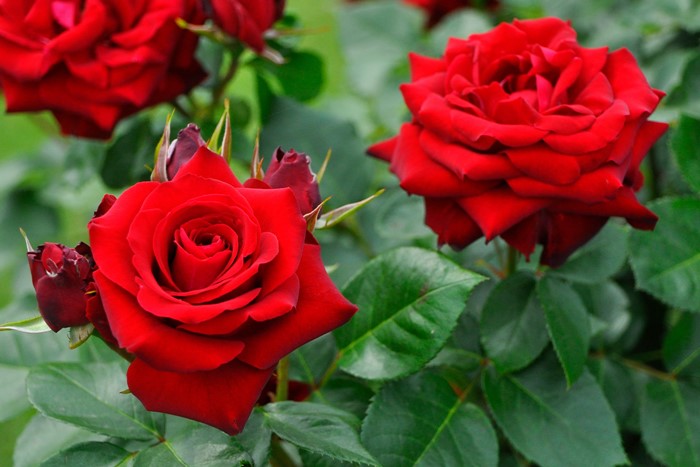 �����ġۥХ��� �˥����ѥ��ˡ��� ���� 6��ȭ�����ʡ�J-FL20��